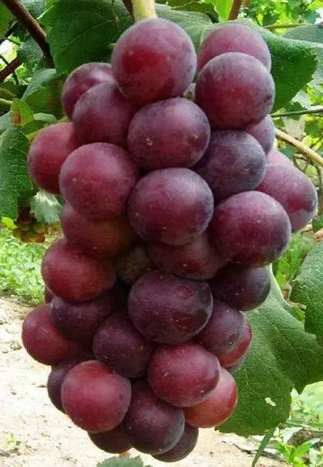 上海周边哪里摘葡萄最好,今夏去哪里玩好