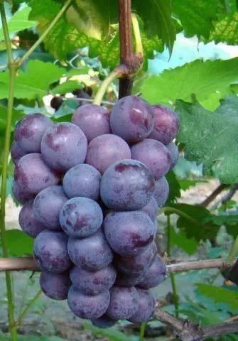 上海周边哪里摘葡萄最好,今夏去哪里玩好