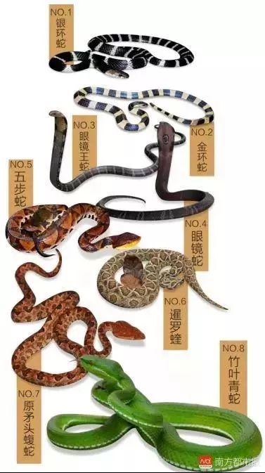 广东英德蛇咬伤人事件,广州英德最近被蛇咬事件