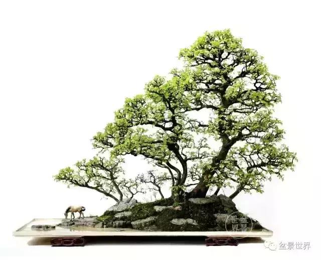 一组榆树盆景作品欣赏学习榆树盆景制作技术