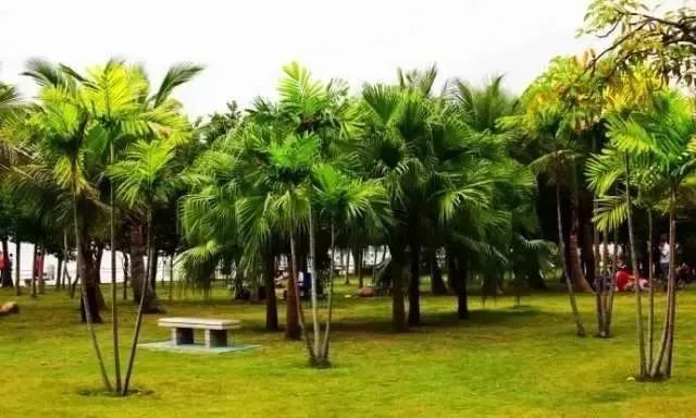 深圳免费景区一览表,深圳国际艺术博览会免费门票