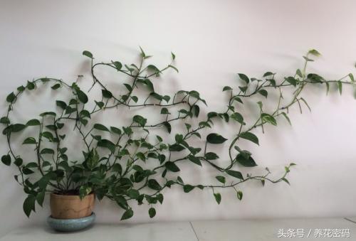 如何救活快死的绿萝,如何救活快死绿萝