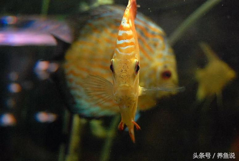 买观赏鱼需要注意的事项,如何挑选观赏鱼