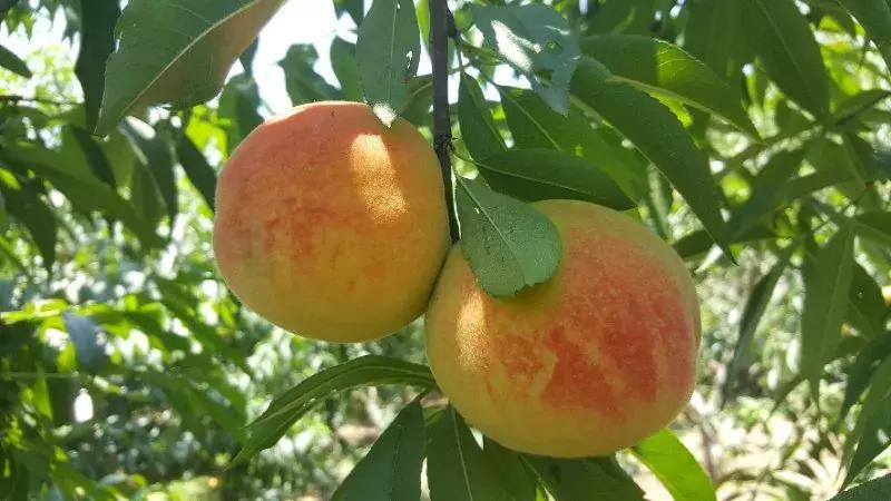长寿山风景区美食,麻阳县长寿之乡