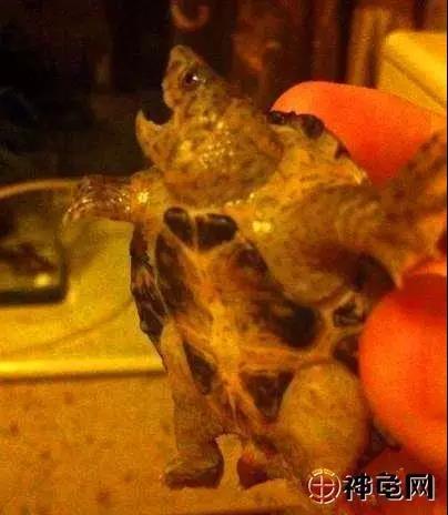 龟病防治最好的方法,龟病防治