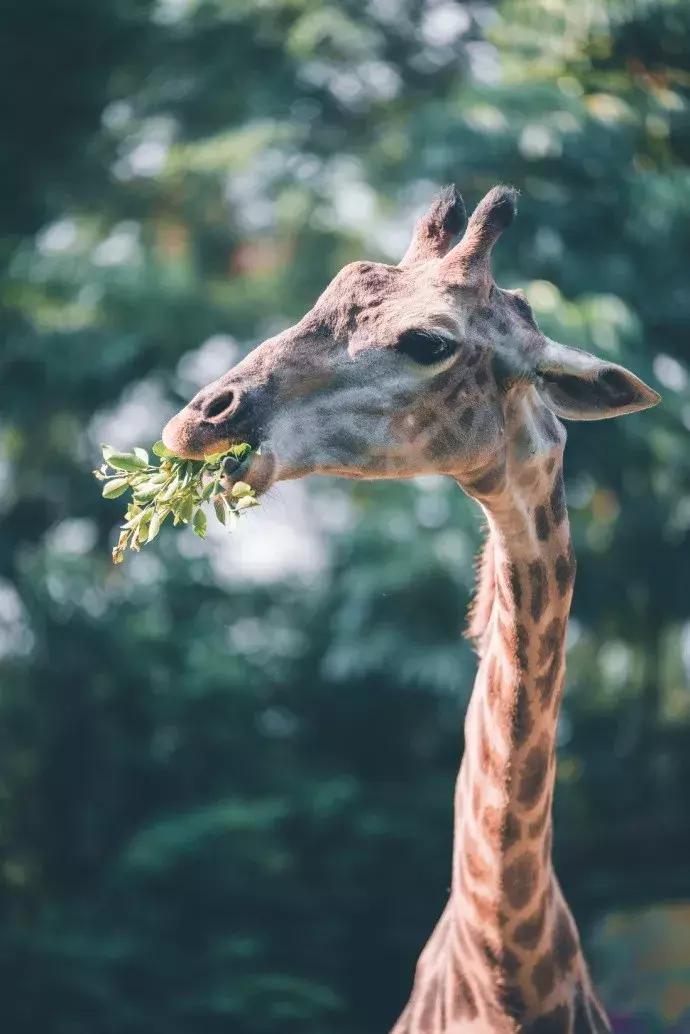 春节广州长隆旅游攻略带孩子,广州长隆动物园两日游亲子游攻略