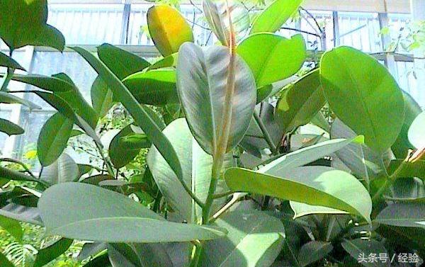 橡皮树生长小技巧,橡皮树生长的各个阶段