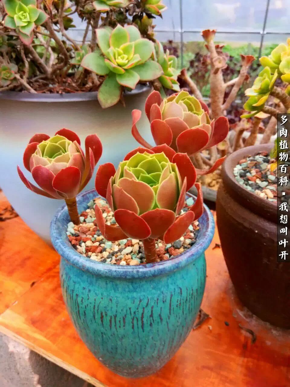 最好养的法师有哪几种,哪种法师既好看又好养