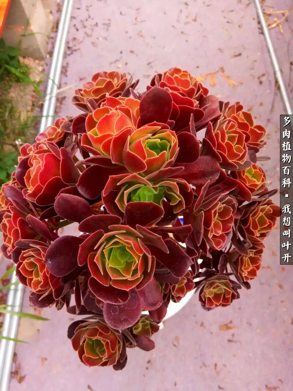 最好养的法师有哪几种,哪种法师既好看又好养