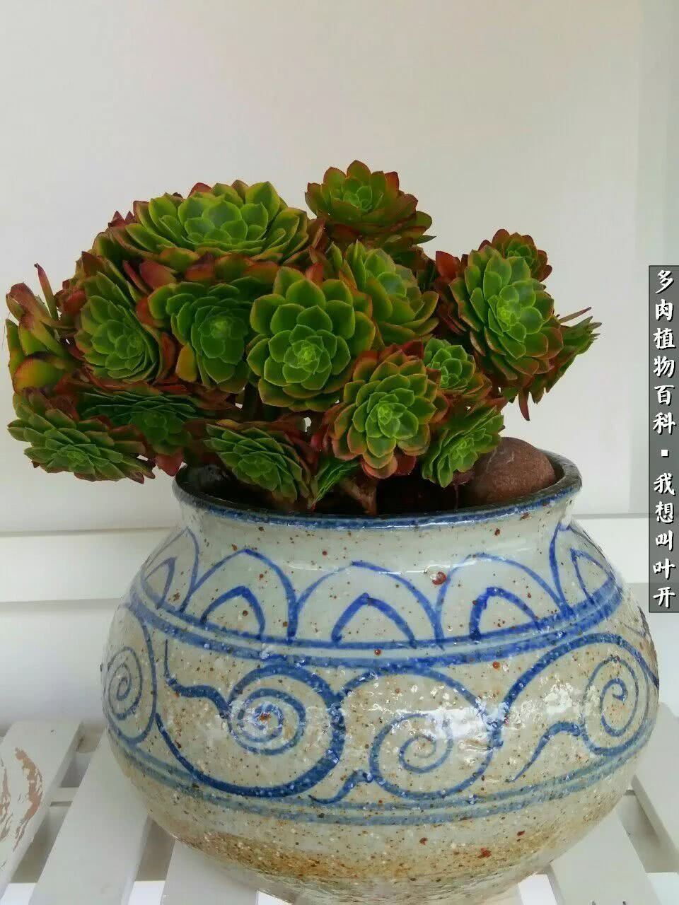 最好养的法师有哪几种,哪种法师既好看又好养