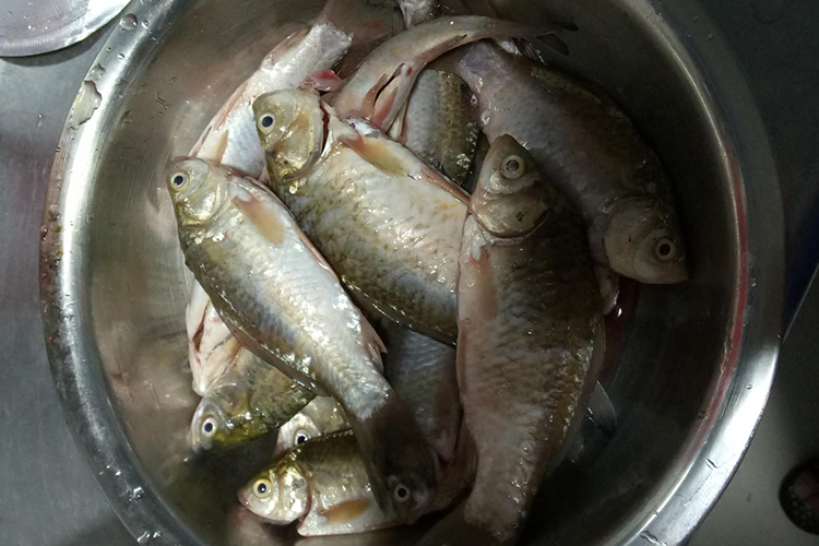 在家最简单的钓鱼酒米制作方法,自己怎么制作钓鱼酒米