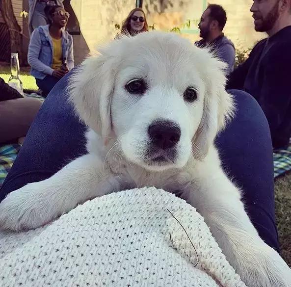 金毛行为的异常,金毛有异常怪异行为要留心