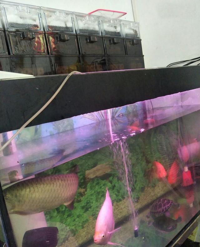 鱼缸过滤系统怎样才不会有水流声,80厘米鱼缸一般用什么过滤系统