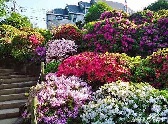 杜鹃花夏鹃品种有哪些特点,杜鹃花的夏鹃怎么养好