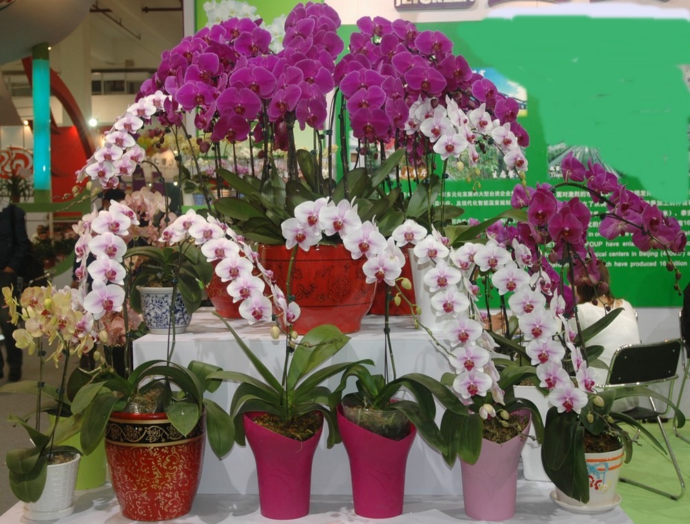 蝴蝶兰烂根的原因和处理方法,蝴蝶兰开始烂根怎么办