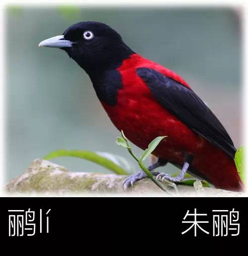 带你认识几个主播,带你认识几种常见的野菜