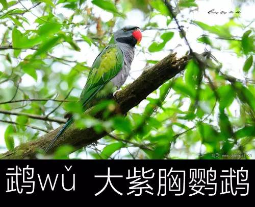 带你认识几个主播,带你认识几种常见的野菜