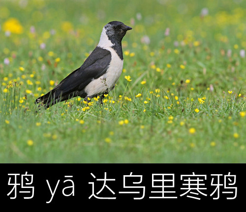 带你认识几个主播,带你认识几种常见的野菜