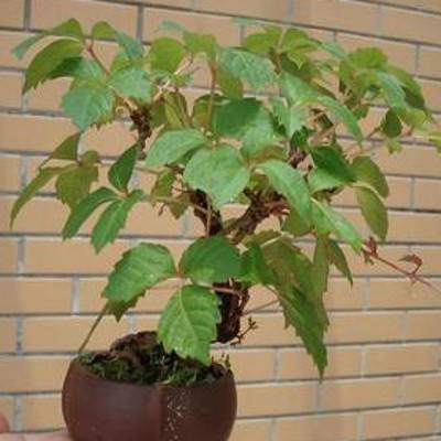 爬山虎盆景北方冬天落叶吗,爬山虎盆景提根怎么养成的