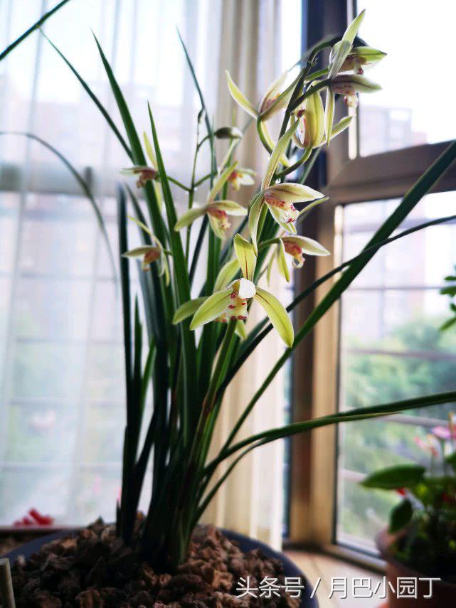芦荟养蝴蝶兰,芦荟养兰
