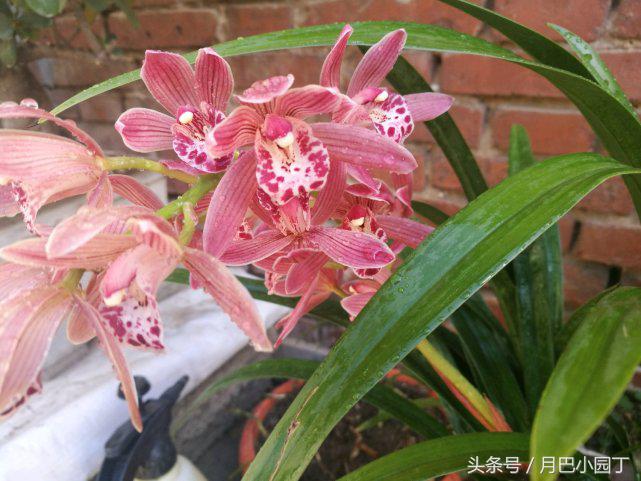 芦荟养蝴蝶兰,芦荟养兰