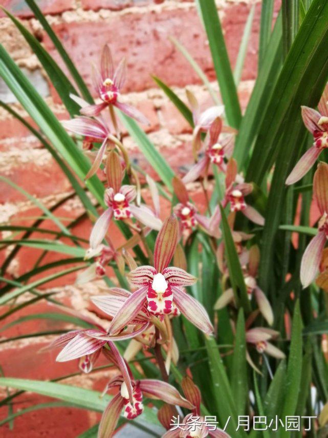 兰花焦尖，有黑斑？用这汁液抹一抹，兰花叶子绿油油，花开香十里