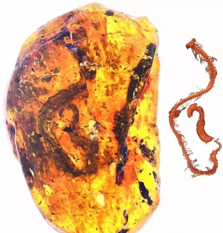 世界上发现蛇类琥珀,人类首次在琥珀中发现鸟类