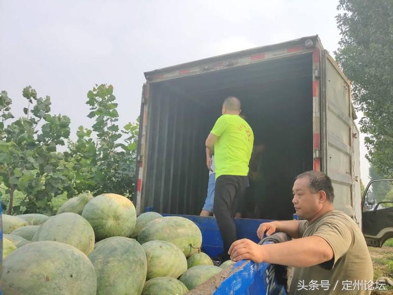 河北定州这些人竟然买了一万两千斤西瓜！给全城最可爱的人