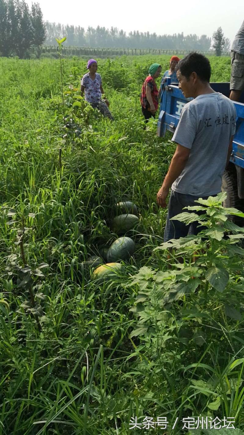 河北定州这些人竟然买了一万两千斤西瓜！给全城最可爱的人