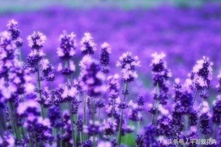 薰衣草最美的花海,薰衣草最佳花期