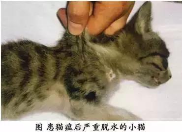 猫泛白血球减少症(猫瘟)的传染途径、症状及防治的方法