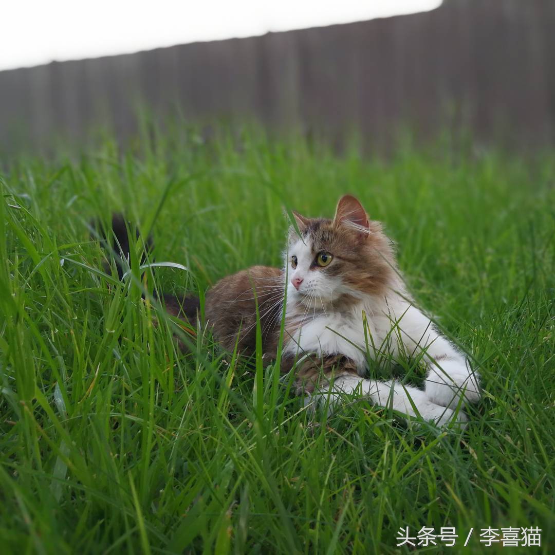 草坪是狗狗和猫咪都喜欢玩耍的场所，但铲屎官不能不注意这些事情