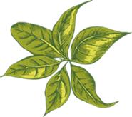 狗中暑的急救治疗方法,中暑了怎么办教你一招就有效