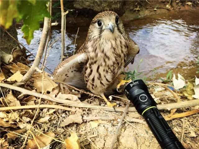 一射就是一大片，务本A214200流明直充强光手电实测