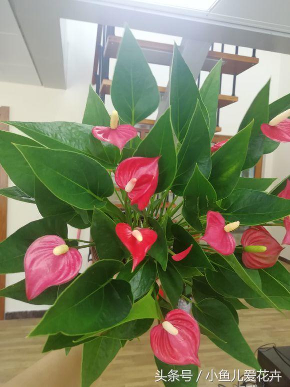 养护红掌正确方法,红掌不开花用什么方法催红掌开花