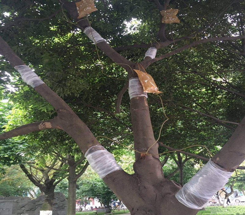 地出现死苗怎么办,苗出来后枯萎了是什么情况