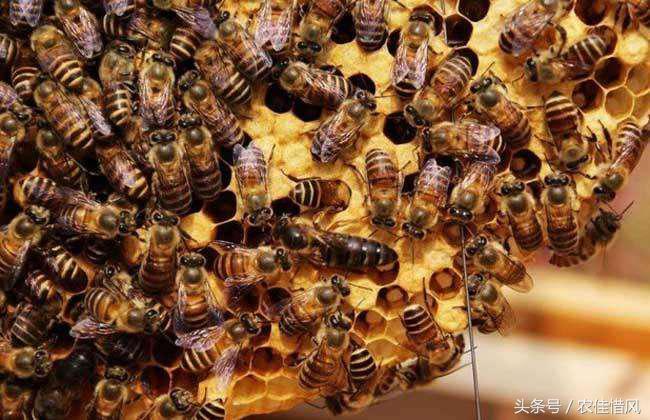 离职回农村养蜜蜂好吗,大学毕业回山沟养蜜蜂