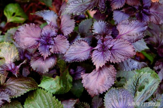 揭秘34种常见香料的名称与用途,12种常见香料怎么用一次性告诉你