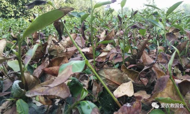 干旱天气对茶叶的影响,高温干旱对茶树的影响