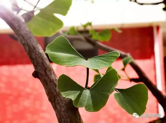 北二外成都附中初中在成都的排名,成都北二外附中简介