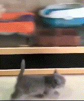 为什么说猫咪是液体动物,为什么都说猫是水做的