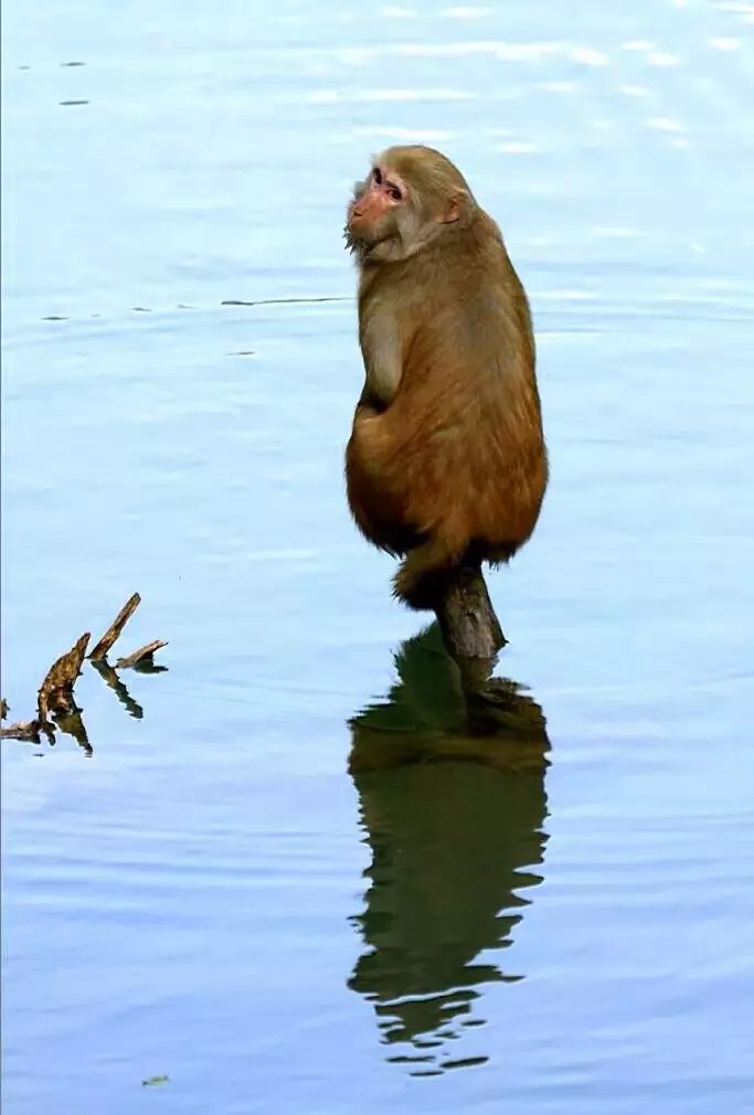 三伏天，龙虎山的“山大王”们开始消暑养生了！