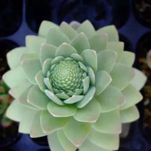 多肉植物夏天烂根了咋办,夏天多肉植物烂根怎么回事