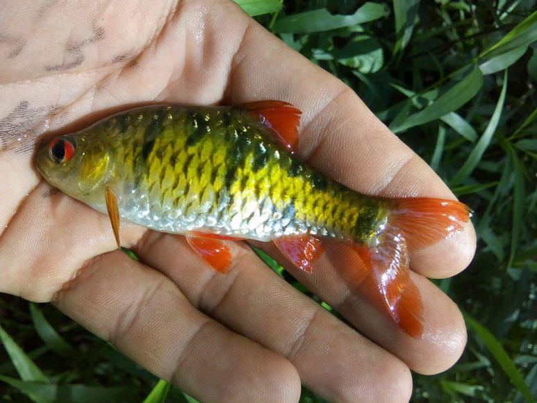 溪流钓常见的鱼,野钓常见的小鱼