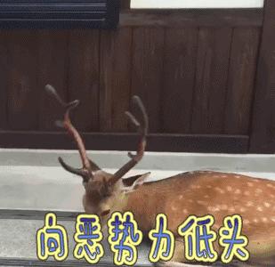 1000元以内出租房改造，就算房子不是自己的，也要活出自己的生活