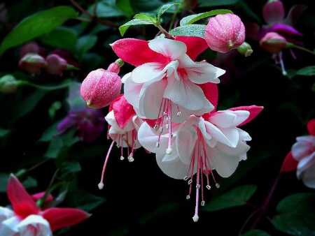 倒挂*钟金**ll彩燕翻飞欲向空，曼妙多姿醉*钟金**