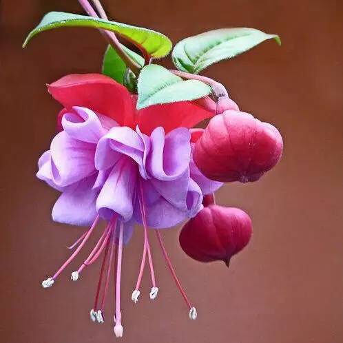 倒挂*钟金**ll彩燕翻飞欲向空，曼妙多姿醉*钟金**