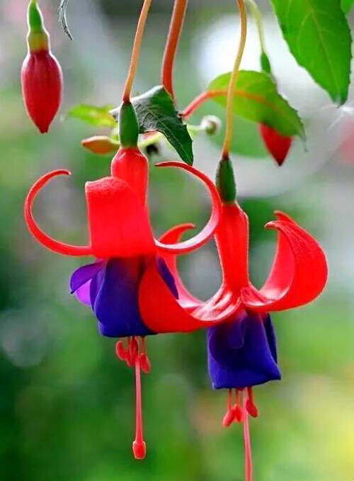 倒挂*钟金**ll彩燕翻飞欲向空，曼妙多姿醉*钟金**