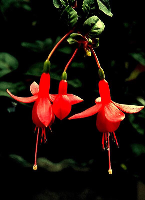 倒挂*钟金**ll彩燕翻飞欲向空，曼妙多姿醉*钟金**