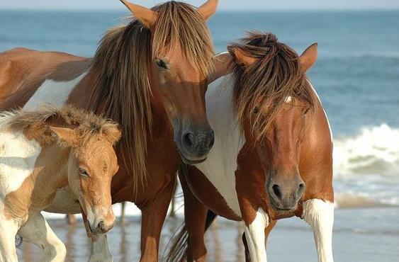 治哮喘的土方法,有没有土法根治哮喘